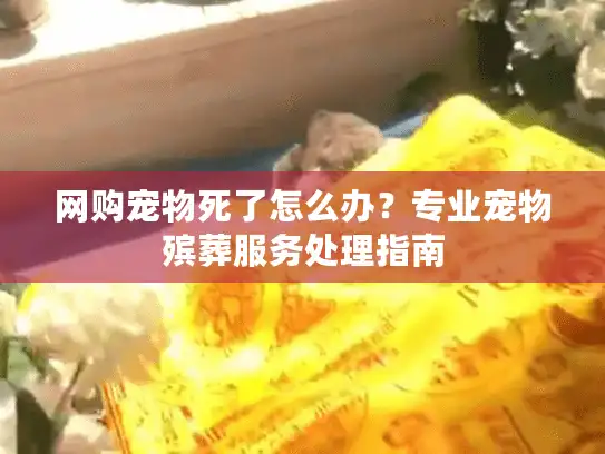 网购宠物死了怎么办？专业宠物殡葬服务处理指南
