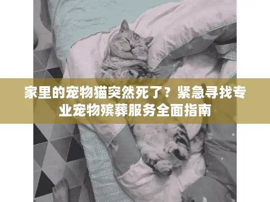 家里的宠物猫突然死了？紧急寻找专业宠物殡葬服务全面指南