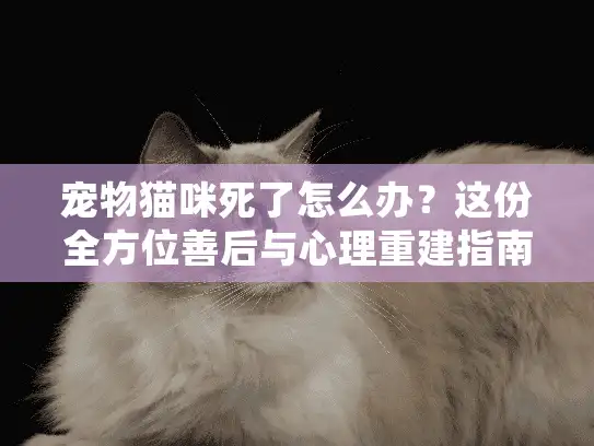 宠物猫咪死了怎么办？这份全方位善后与心理重建指南为你而写