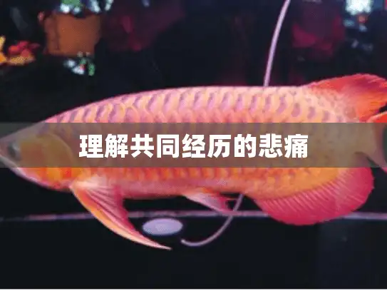 理解共同经历的悲痛
