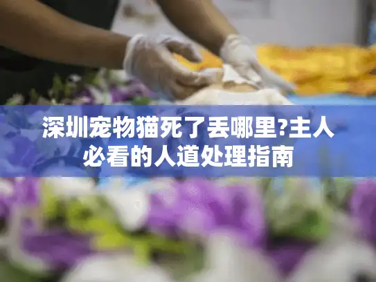 深圳宠物猫死了丢哪里?主人必看的人道处理指南