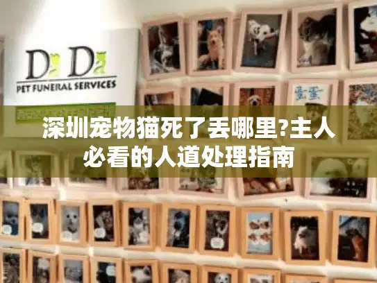 深圳宠物猫死了丢哪里?主人必看的人道处理指南