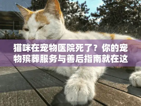 猫咪在宠物医院死了？你的宠物殡葬服务与善后指南就在这里