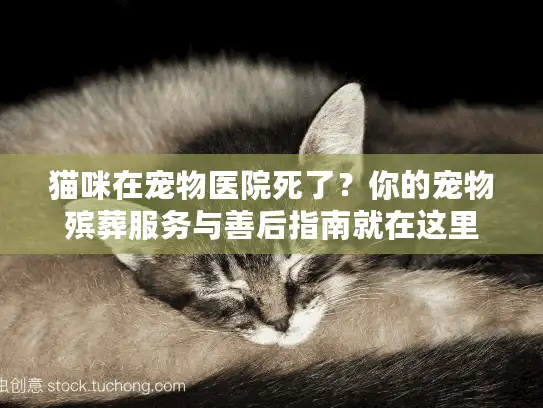 猫咪在宠物医院死了？你的宠物殡葬服务与善后指南就在这里