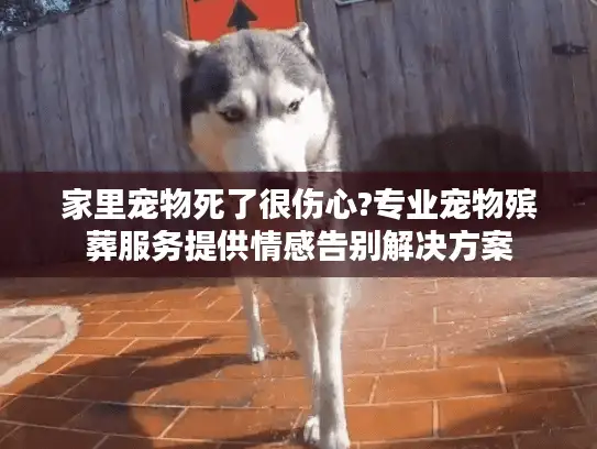 家里宠物死了很伤心?专业宠物殡葬服务提供情感告别解决方案