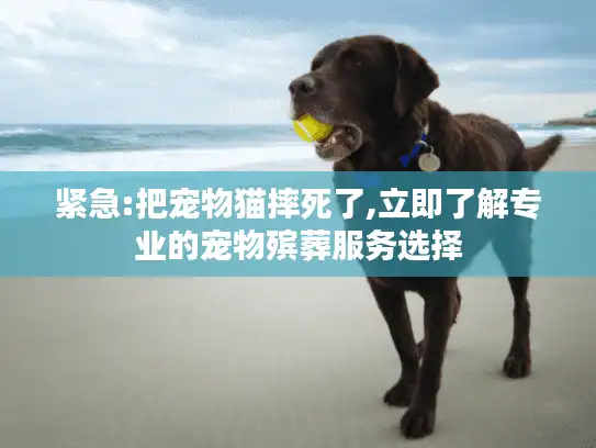 紧急:把宠物猫摔死了,立即了解专业的宠物殡葬服务选择