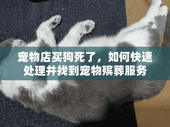 宠物店买狗死了，如何快速处理并找到宠物殡葬服务