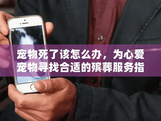 宠物死了该怎么办，为心爱宠物寻找合适的殡葬服务指南
