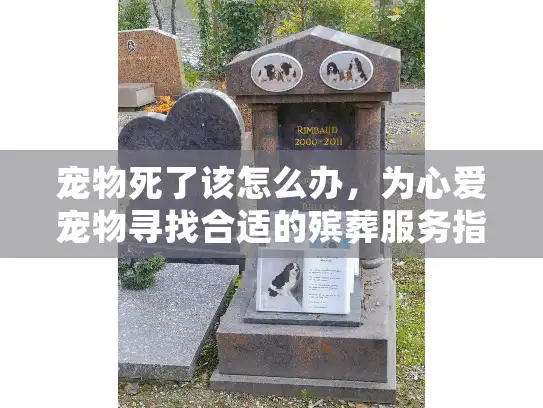 宠物死了该怎么办，为心爱宠物寻找合适的殡葬服务指南