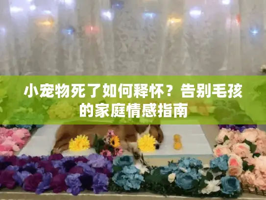 小宠物死了如何释怀？告别毛孩的家庭情感指南