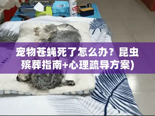 宠物苍蝇死了怎么办？昆虫殡葬指南+心理疏导方案)