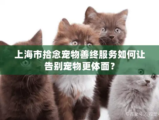 上海市拾念宠物善终服务如何让告别宠物更体面？