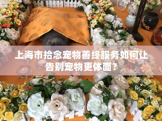 上海市拾念宠物善终服务如何让告别宠物更体面？