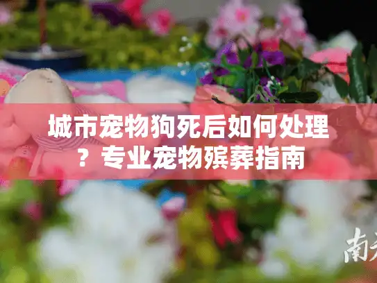 城市宠物狗死后如何处理？专业宠物殡葬指南