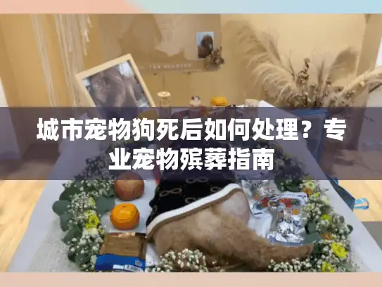 城市宠物狗死后如何处理？专业宠物殡葬指南