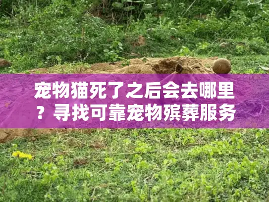 宠物猫死了之后会去哪里？寻找可靠宠物殡葬服务的必备指南