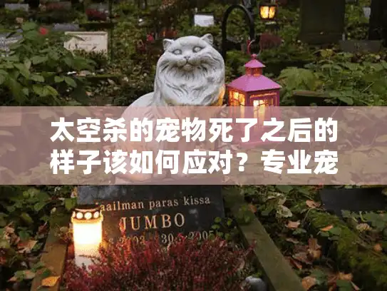 太空杀的宠物死了之后的样子该如何应对？专业宠物殡葬服务全攻略