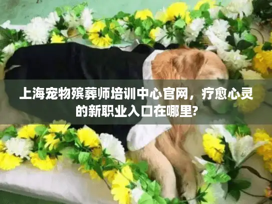 上海宠物殡葬师培训中心官网，疗愈心灵的新职业入口在哪里?