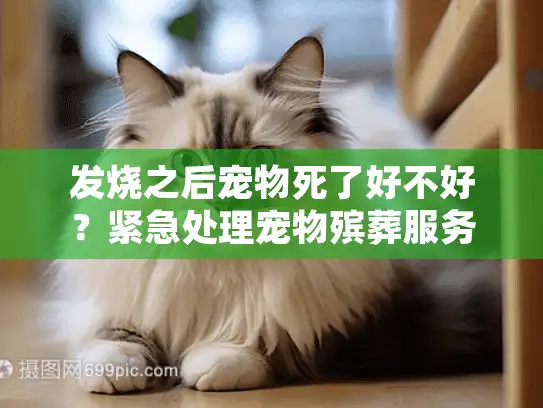 发烧之后宠物死了好不好？紧急处理宠物殡葬服务的全攻略