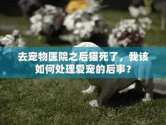 去宠物医院之后猫死了，我该如何处理爱宠的后事？