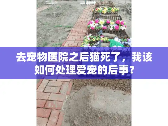 去宠物医院之后猫死了，我该如何处理爱宠的后事？