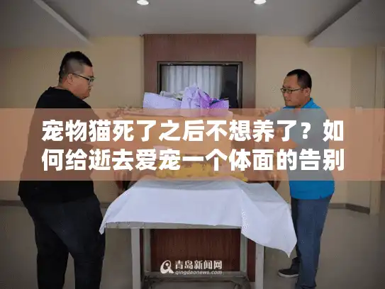 宠物猫死了之后不想养了？如何给逝去爱宠一个体面的告别