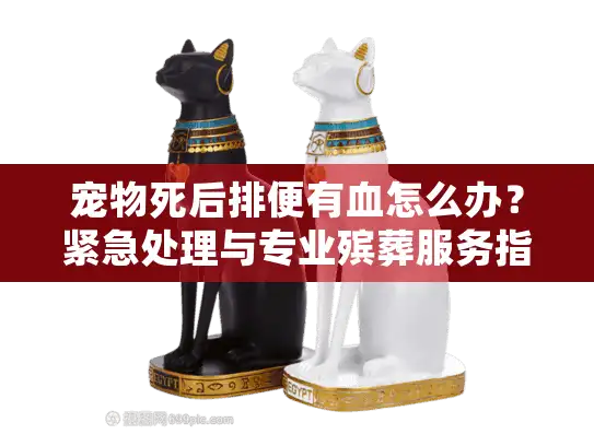 宠物死后排便有血怎么办？紧急处理与专业殡葬服务指南