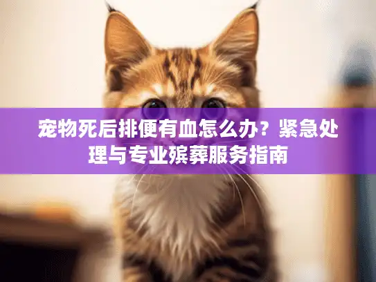 宠物死后排便有血怎么办？紧急处理与专业殡葬服务指南