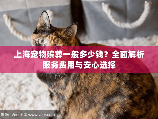 上海宠物殡葬一般多少钱？全面解析服务费用与安心选择