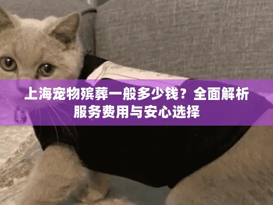 上海宠物殡葬一般多少钱？全面解析服务费用与安心选择