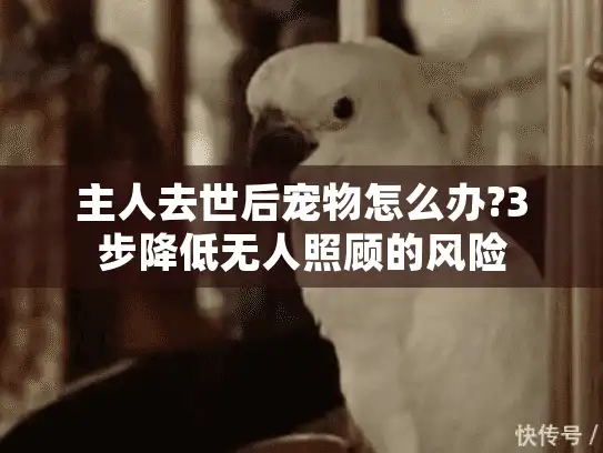 主人去世后宠物怎么办?3步降低无人照顾的风险