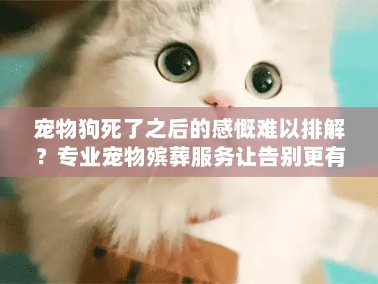 宠物狗死了之后的感慨难以排解？专业宠物殡葬服务让告别更有温度