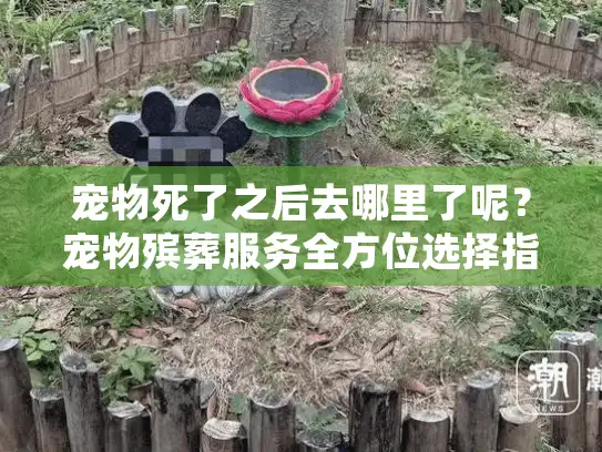 宠物死了之后去哪里了呢？宠物殡葬服务全方位选择指南