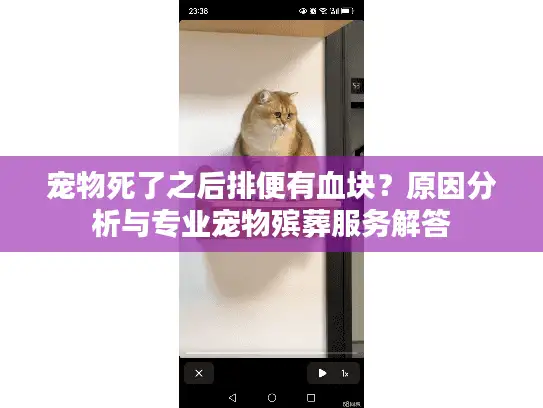 宠物死了之后排便有血块？原因分析与专业宠物殡葬服务解答