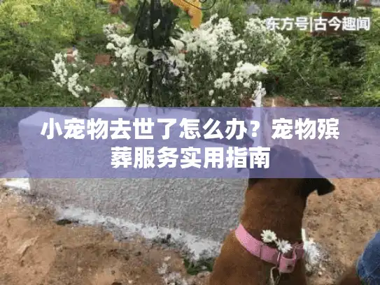 小宠物去世了怎么办？宠物殡葬服务实用指南