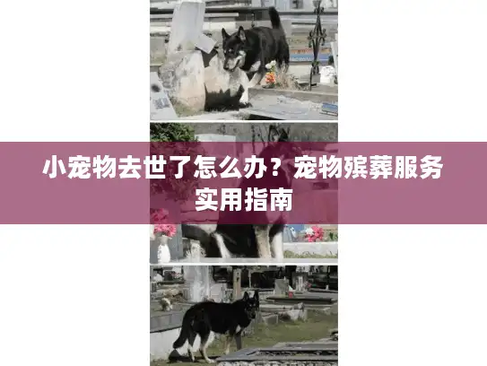 小宠物去世了怎么办？宠物殡葬服务实用指南
