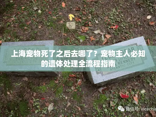 上海宠物死了之后去哪了？宠物主人必知的遗体处理全流程指南