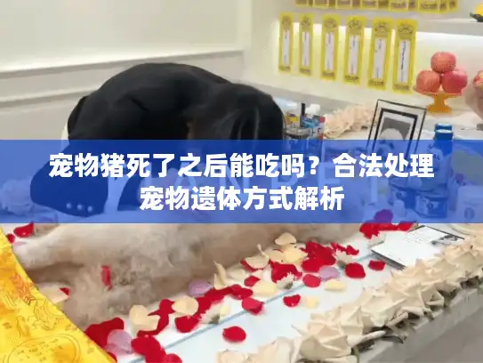 宠物猪死了之后能吃吗？合法处理宠物遗体方式解析