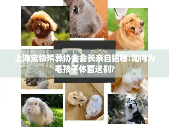 上海宠物殡葬协会会长亲自揭秘:如何为毛孩子体面送别?