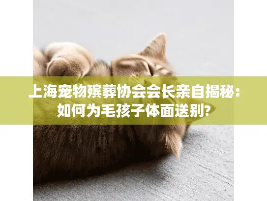 上海宠物殡葬协会会长亲自揭秘:如何为毛孩子体面送别?