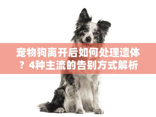 宠物狗离开后如何处理遗体？4种主流的告别方式解析