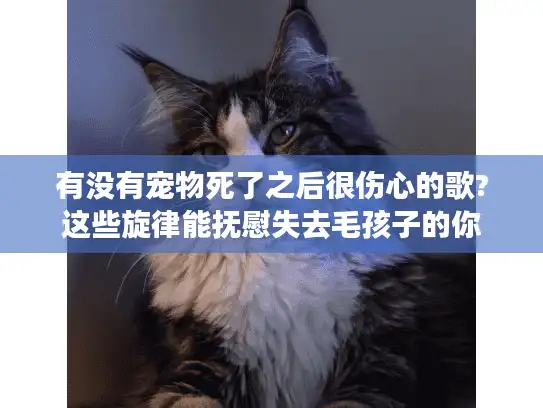 有没有宠物死了之后很伤心的歌?这些旋律能抚慰失去毛孩子的你