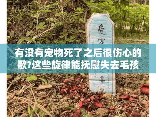 有没有宠物死了之后很伤心的歌?这些旋律能抚慰失去毛孩子的你