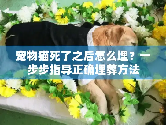 宠物猫死了之后怎么埋？一步步指导正确埋葬方法