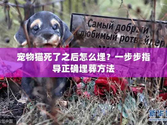宠物猫死了之后怎么埋？一步步指导正确埋葬方法