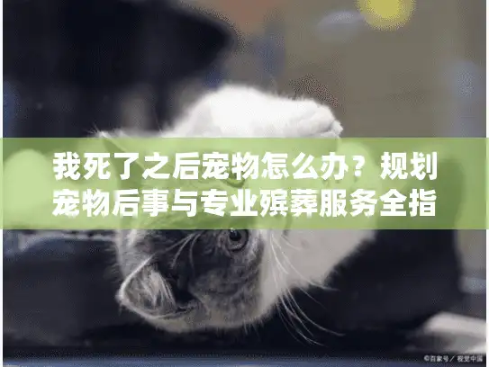 我死了之后宠物怎么办？规划宠物后事与专业殡葬服务全指南