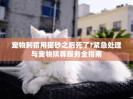 宠物刺猬用猫砂之后死了?紧急处理与宠物殡葬服务全指南