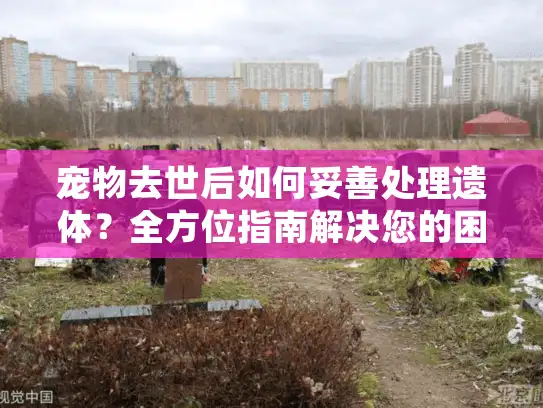 宠物去世后如何妥善处理遗体？全方位指南解决您的困惑