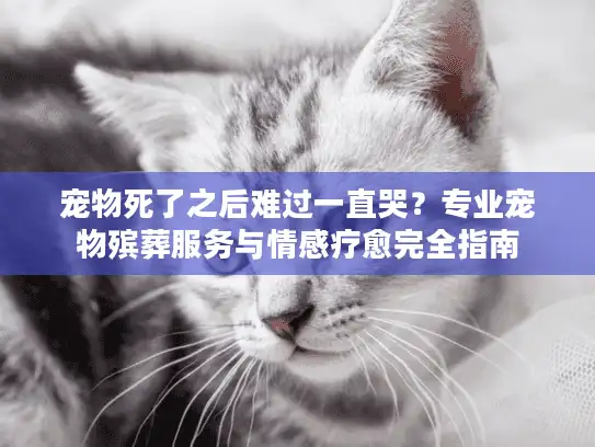 宠物死了之后难过一直哭？专业宠物殡葬服务与情感疗愈完全指南
