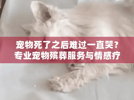 宠物死了之后难过一直哭？专业宠物殡葬服务与情感疗愈完全指南